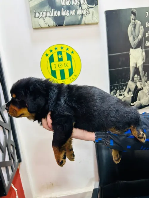 Chien Rottweiler Serbia