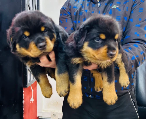 Chien Rottweiler Serbia