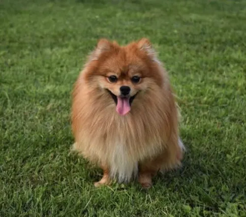 SPITZ