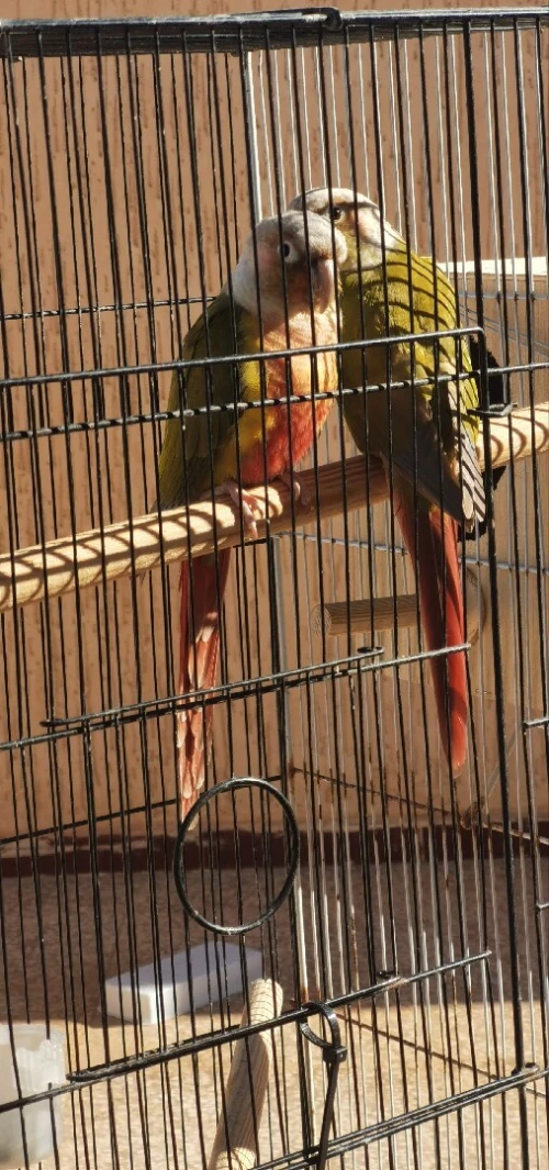 Couple conure ananas