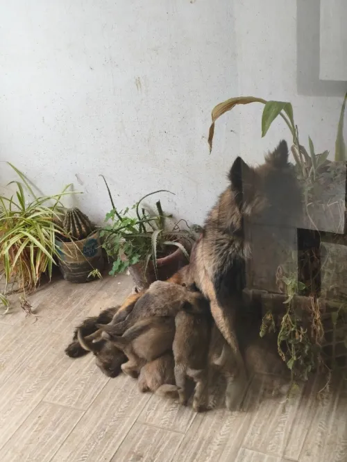 8 جراو Malinois