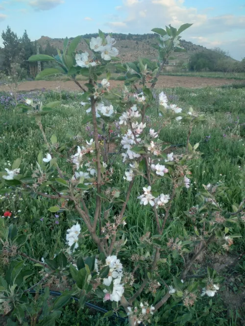 Vente Terrain Agricole Batna Tazoult