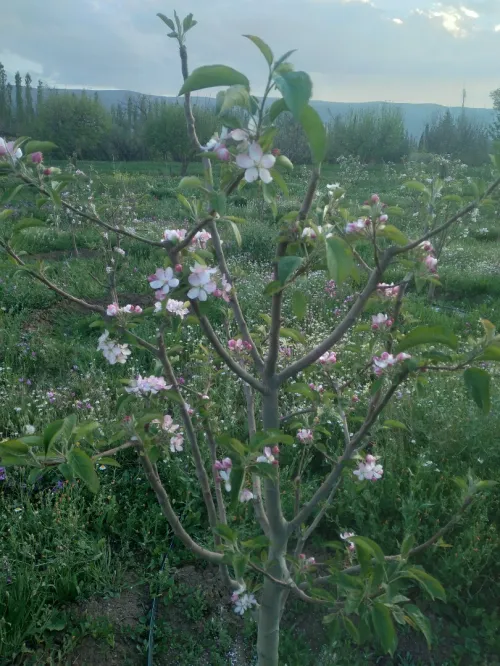 Vente Terrain Agricole Batna Tazoult