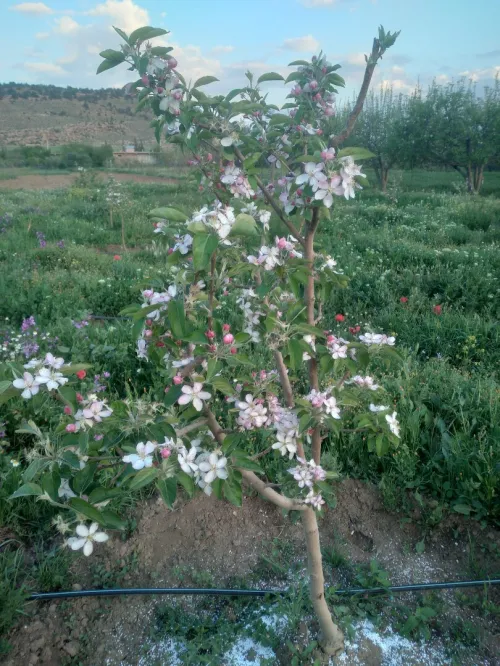 Vente Terrain Agricole Batna Tazoult