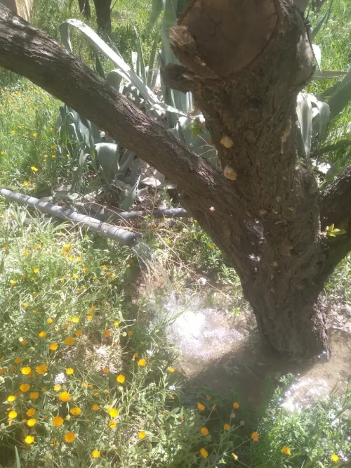 Vente Terrain Agricole Batna Tazoult