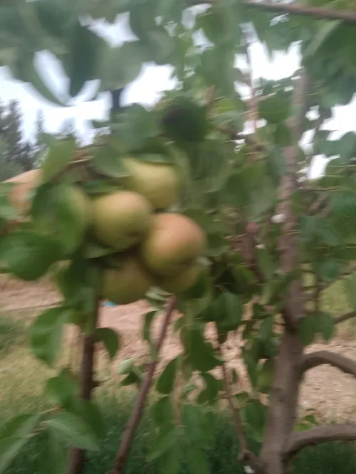 Vente Terrain Agricole Batna Tazoult
