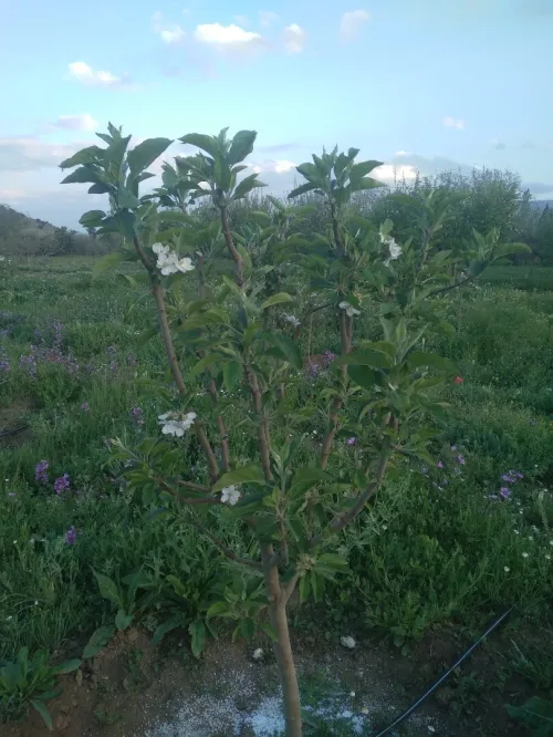 Vente Terrain Agricole Batna Tazoult