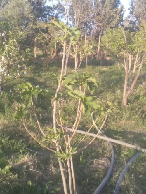 Vente Terrain Agricole Batna Tazoult
