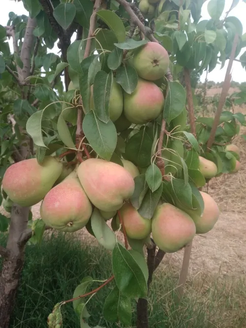 Vente Terrain Agricole Batna Tazoult
