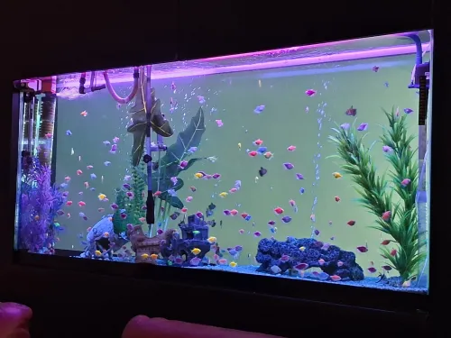 Vente poissons toutes catégories