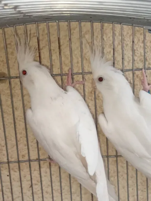 Couple calopsit albinos adultes déjà reproduit avec cage et nid offerts