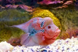 Vente poissons toutes catégories