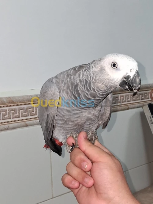 Perroquet Gabonai bien Dressés +2an Grande Taille 
