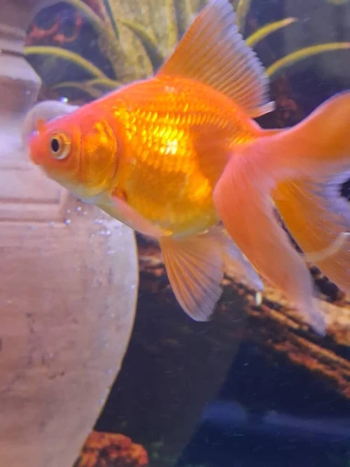 Vente poissons toutes catégories