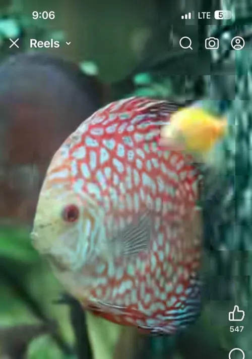 Vente poissons toutes catégories