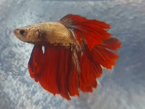 Vente poissons toutes catégories