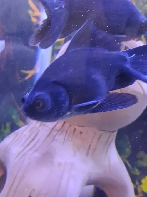 Vente poissons toutes catégories