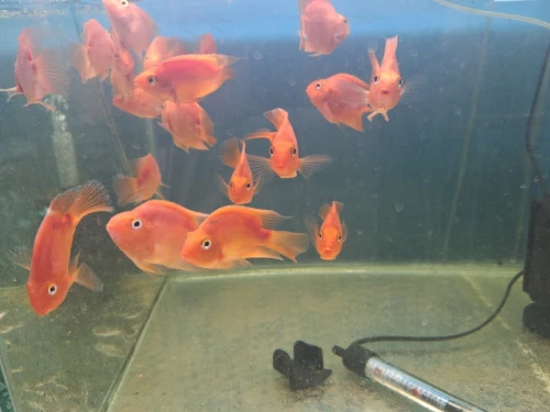 Vente poissons toutes catégories