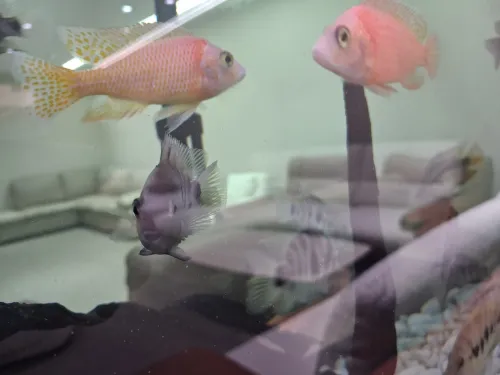 Vente poissons toutes catégories