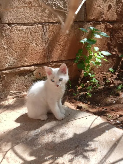Chat Angora mâle 2,5 mois