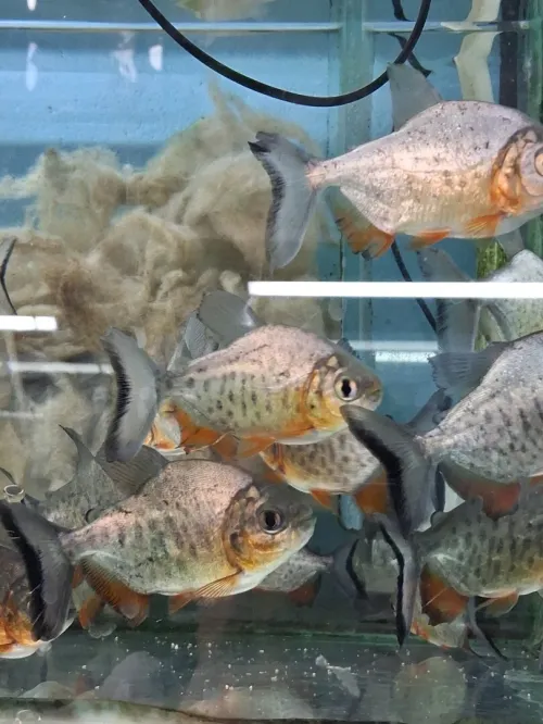 Vente poissons toutes catégories