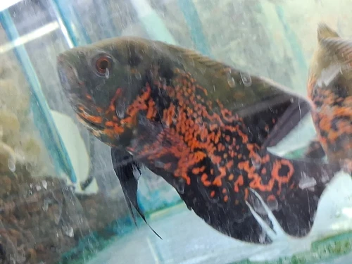 Vente poissons toutes catégories