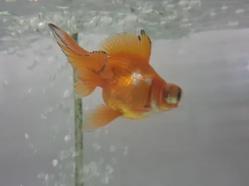 Vente poissons toutes catégories