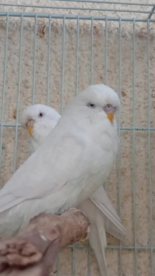 Couple perruche anglais albinos déjà reproduit avec cage et nid