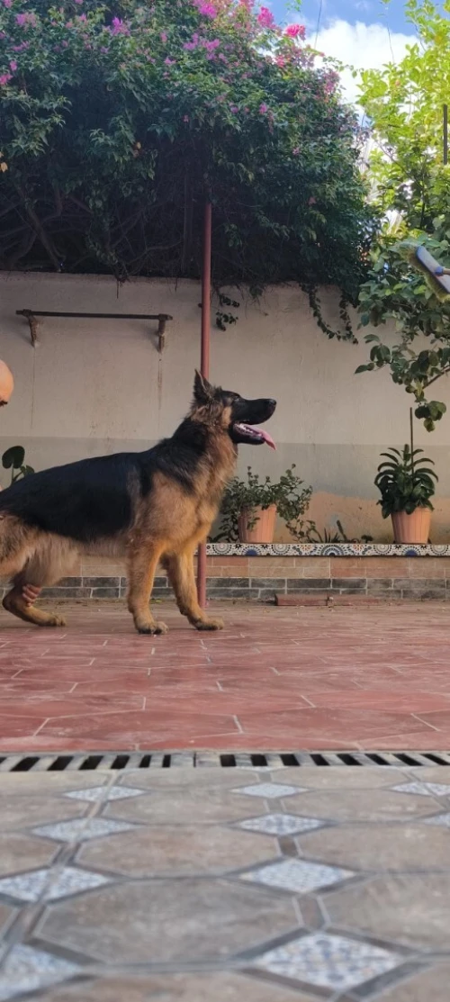 Berger Allemand Poil Long 