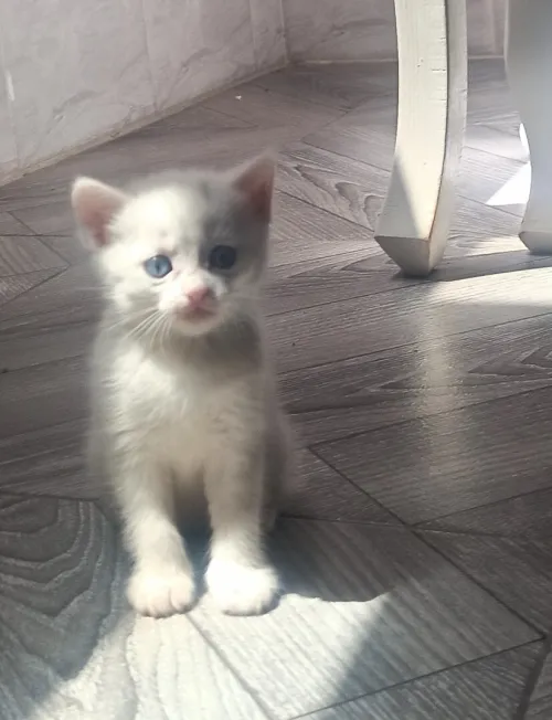 Disponible chat persen moon face race pure 