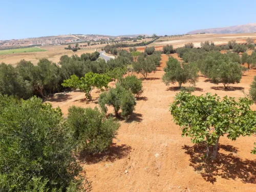 Vente Terrain Agricole Mostaganem Ain boudinar