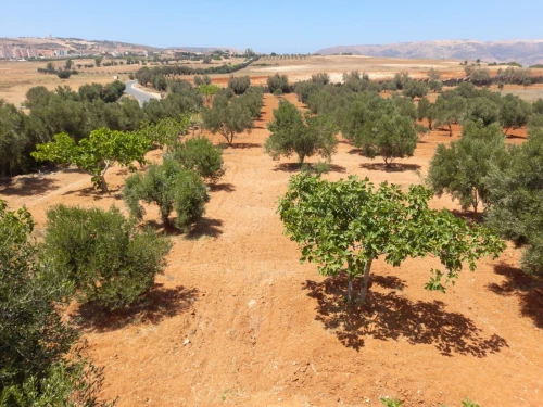Vente Terrain Agricole Mostaganem Ain boudinar