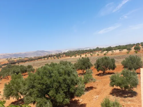 Vente Terrain Agricole Mostaganem Ain boudinar