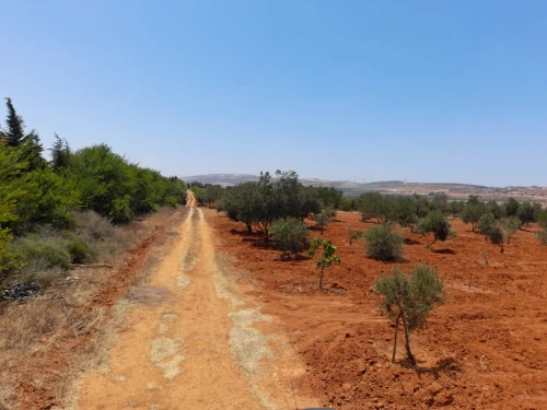 Vente Terrain Agricole Mostaganem Ain boudinar