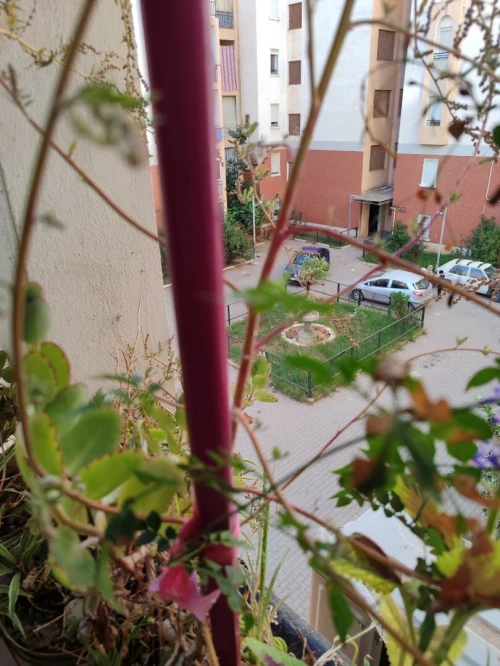 Vente Appartement F3 Alger Birtouta