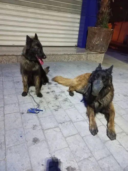Malinois retriever 