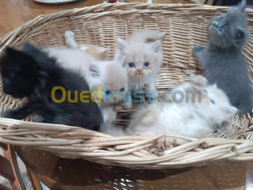 Chatton Persan A vendre
