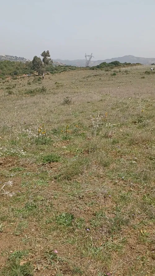 Vente Terrain Agricole Boumerdes Keddara