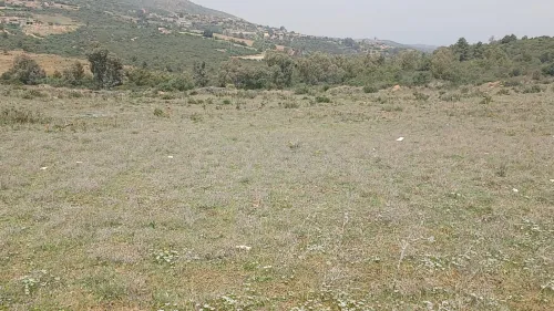Vente Terrain Agricole Boumerdes Keddara