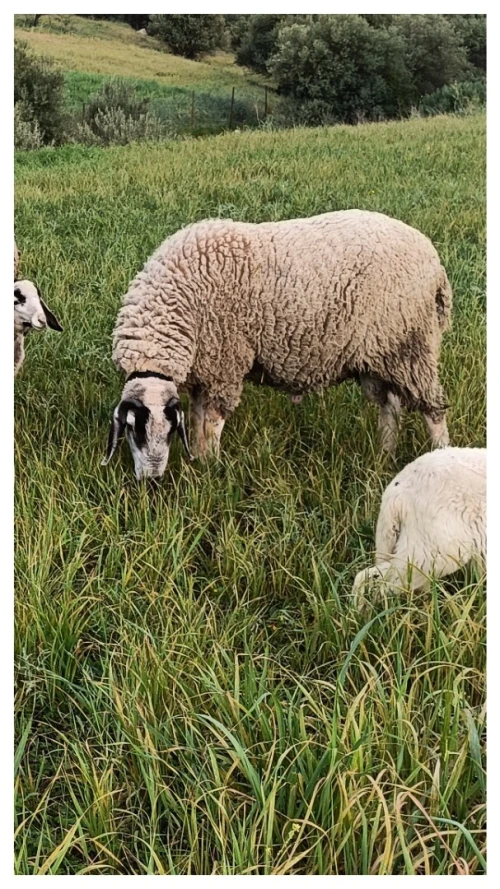Mouton 