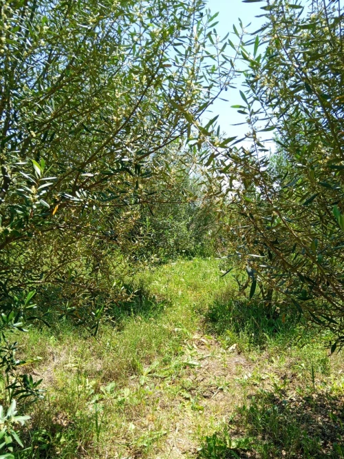 Vente Terrain Mila Grarem gouga