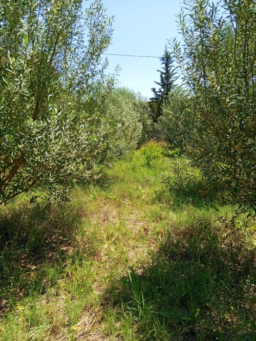 Vente Terrain Mila Grarem gouga