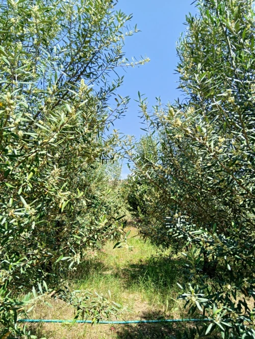 Vente Terrain Mila Grarem gouga