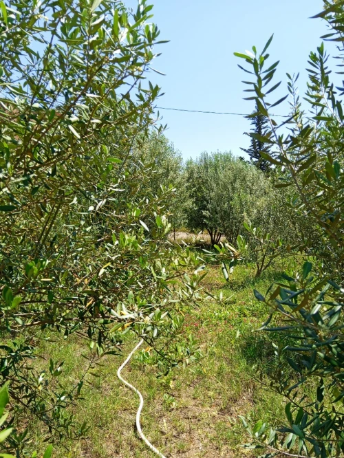 Vente Terrain Mila Grarem gouga