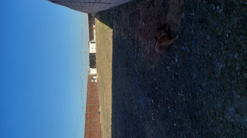 Location Terrain Oran Sidi chami