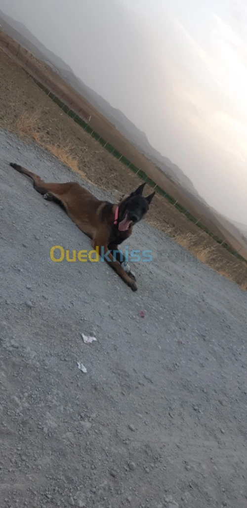 Femelle malinois lel bi3 