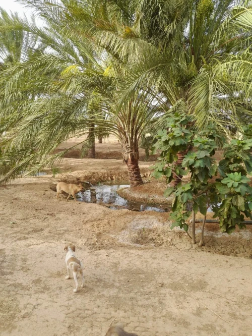 Vente Terrain Agricole Biskra Sidi okba