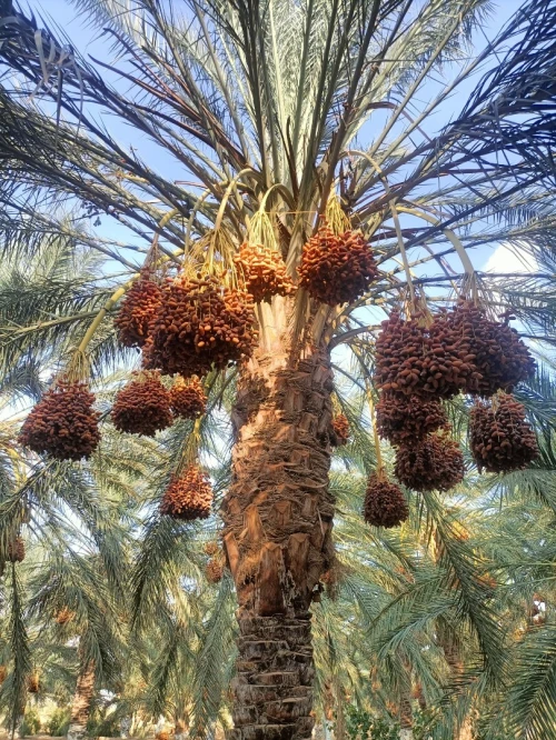 Vente Terrain Agricole Biskra Sidi okba