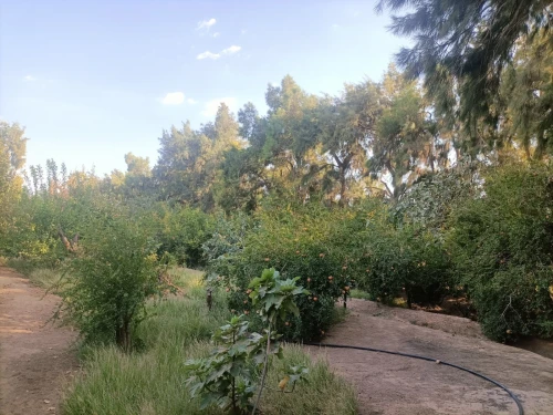 Vente Terrain Agricole Biskra Sidi okba