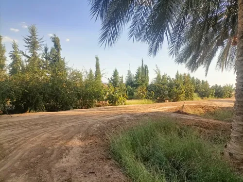 Vente Terrain Agricole Biskra Sidi okba